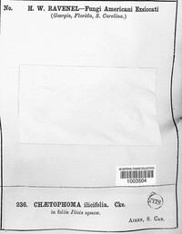 Chaetophoma ilicifolia image
